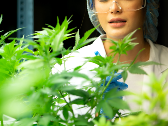 🌿 Women of Weed South Africa: The Matriarchs, Movers & Modern Voices Shaping Our Cannabis Future