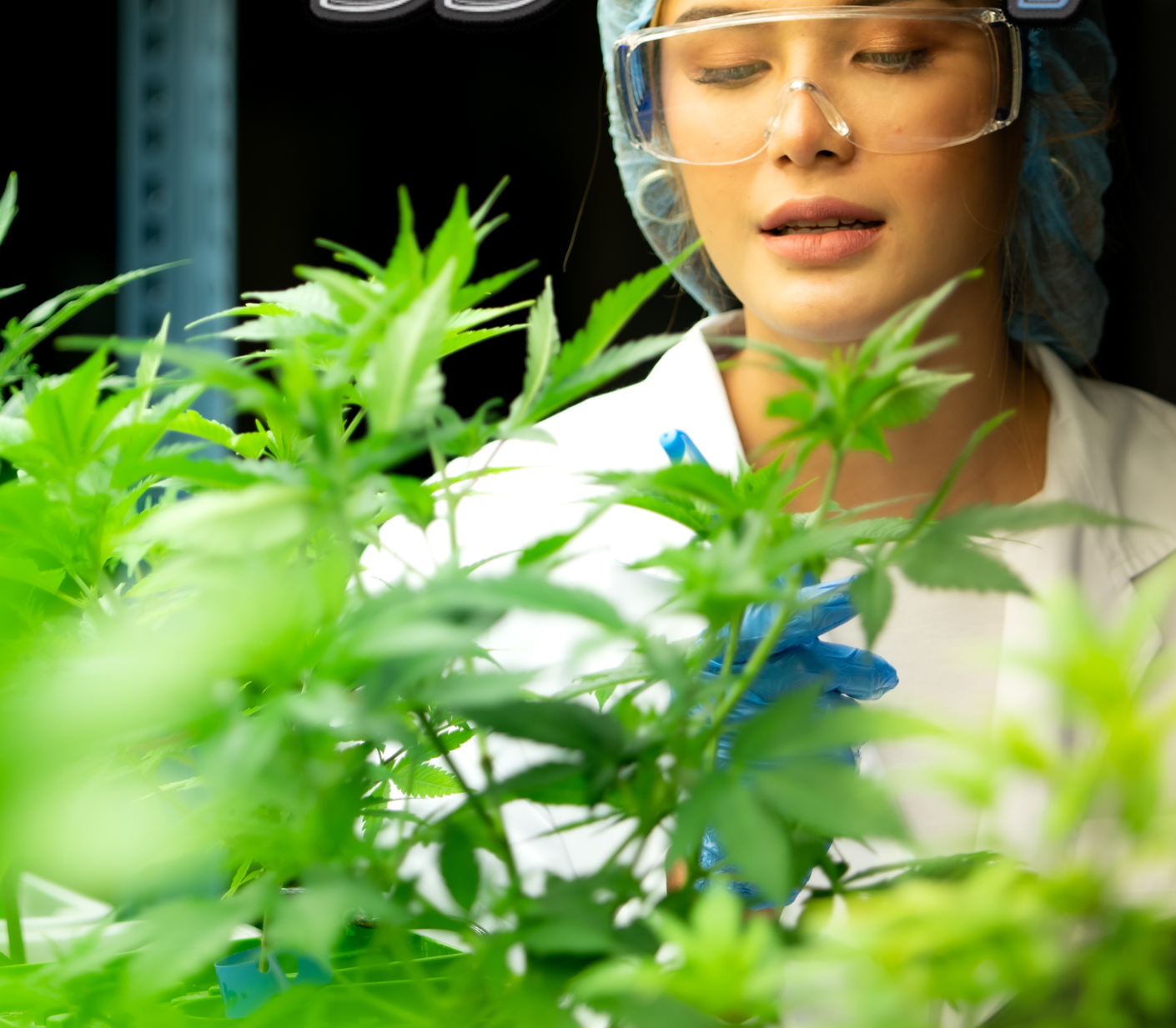 The Green Entrepreneur: Women Leading Cannabis Brands