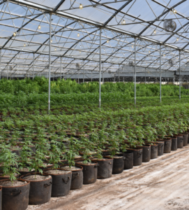 Cannabis in the Courtroom: Weed and Intellectual Property