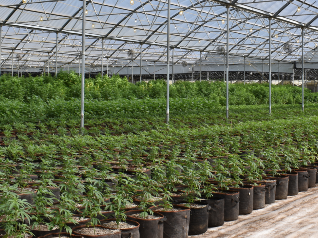 Cannabis in the Courtroom: Weed and Intellectual Property