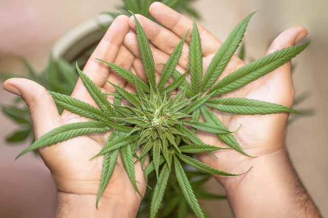 📝Top 10 Strains for Anxiety Relief 2026